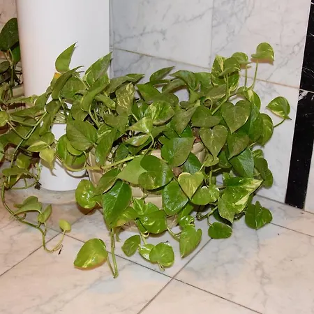 Gasthuis Ball Loc 04163